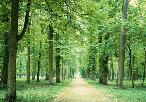 仟億達碳交易，讓林農(nóng)愛上植樹“賣空氣”